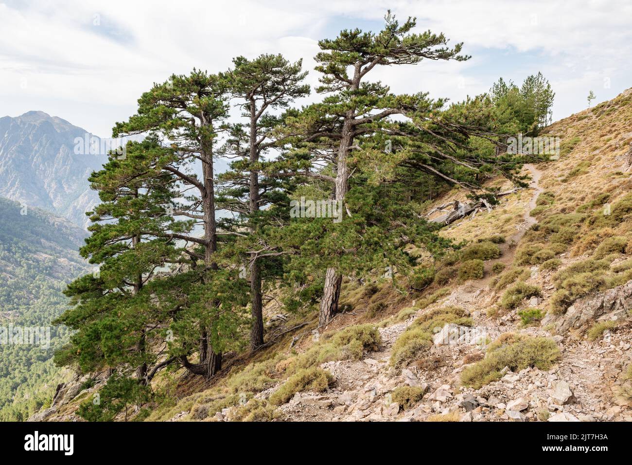 Corsican pines (Pinus nigra var. corsicana), GR20 between Calenzana and Ortu di u Piobbu, Corsica, France Stock Photo