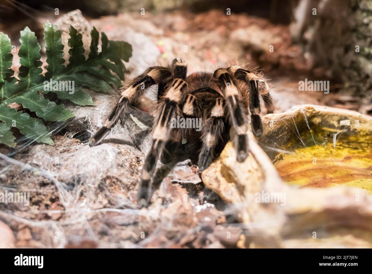 Burgundy Goliath Bird Eater (Theraphosa stirmi) Theraphosa Tarantula are World Biggest Spider species. Stock Photo