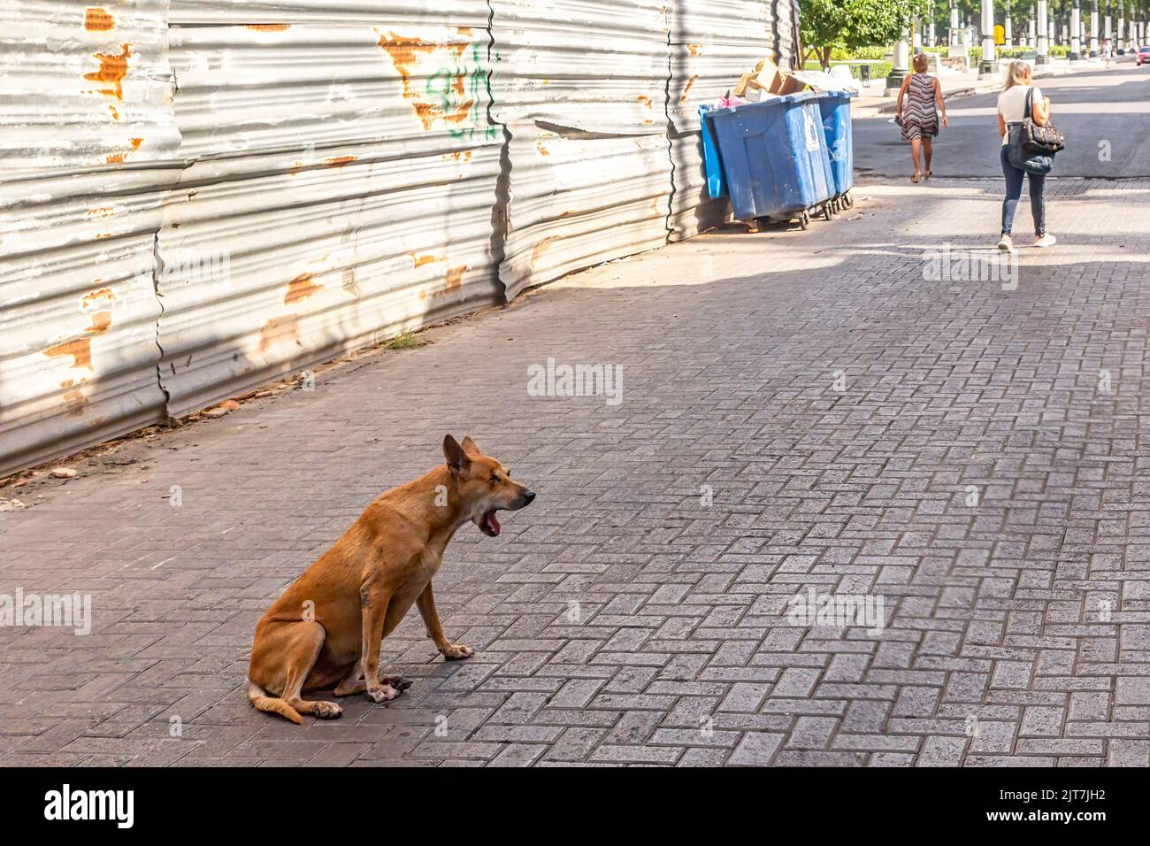 A stray dog yawning in a cobblestone street in Old Havana. A metallic fence to the left indicates a building with danger of collapsing. Stock Photo