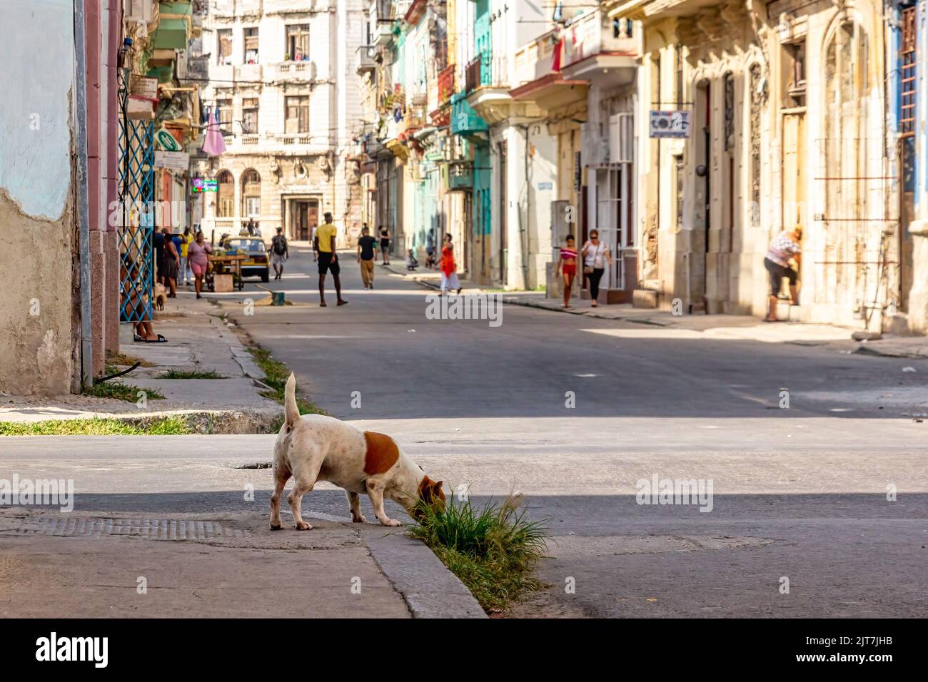 A dog smell something in a city street corner. In the background, the routine of a city neighborhood during the daytime. Stock Photo