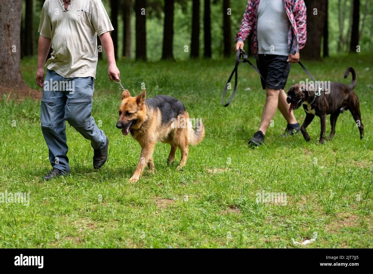 German Shepherd and Boxer, uncropped, on leashes, walking during the day. High quality photo Stock Photo