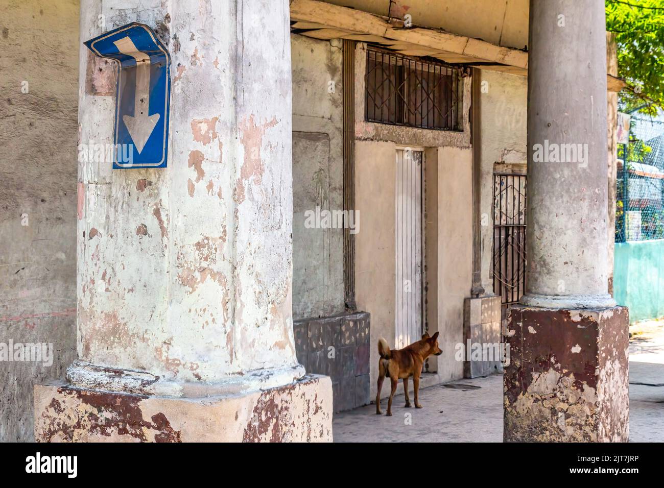 A broken traffic sign in a column of a weathered porch. There is a stray dog in the front of the run-down building. Stock Photo