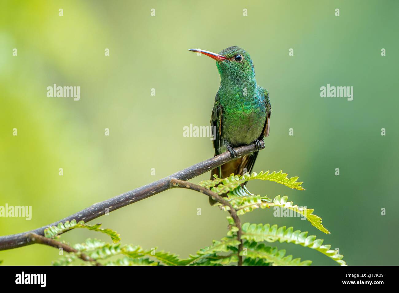 Rufous-tailed Hummingbird, amazilia tzacatl, perched on a branch in ...