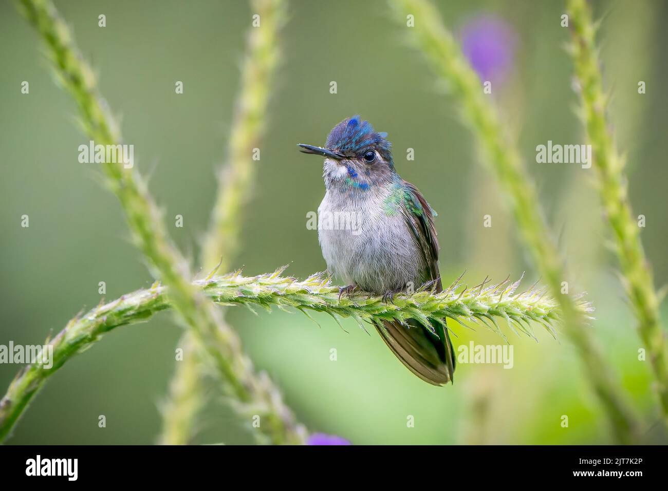 Violet-headed Hummingbird, Klais guimeti, perched on a Jamaica Vervain flower in Costa Rica Stock Photo