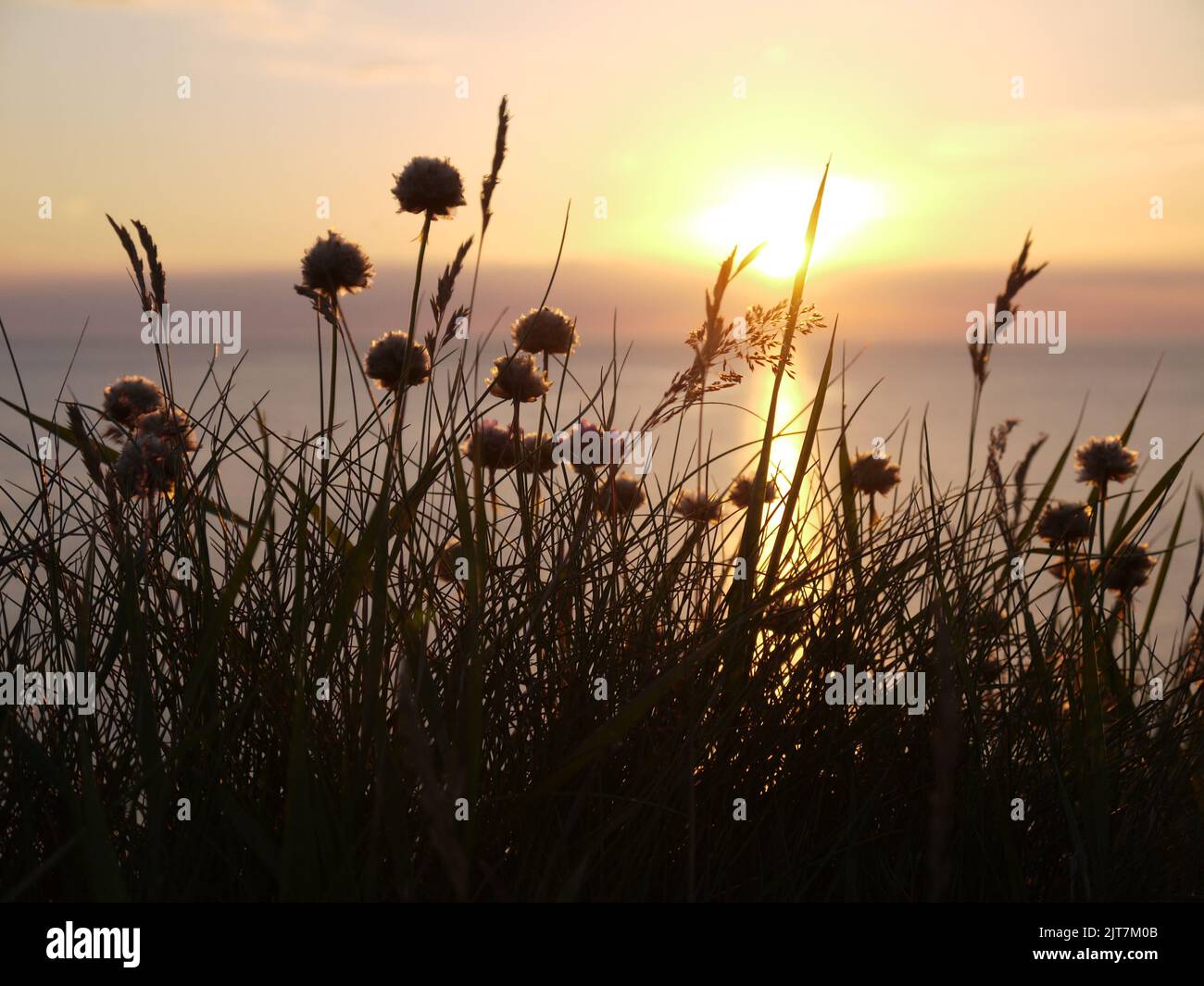 Coastal wildflowers and grasses silhouetted at sunset on a Cornish