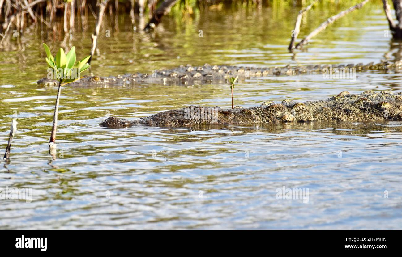 Morelet's crocodile (Crocodylus moreletii), aka Mexican crocodile or