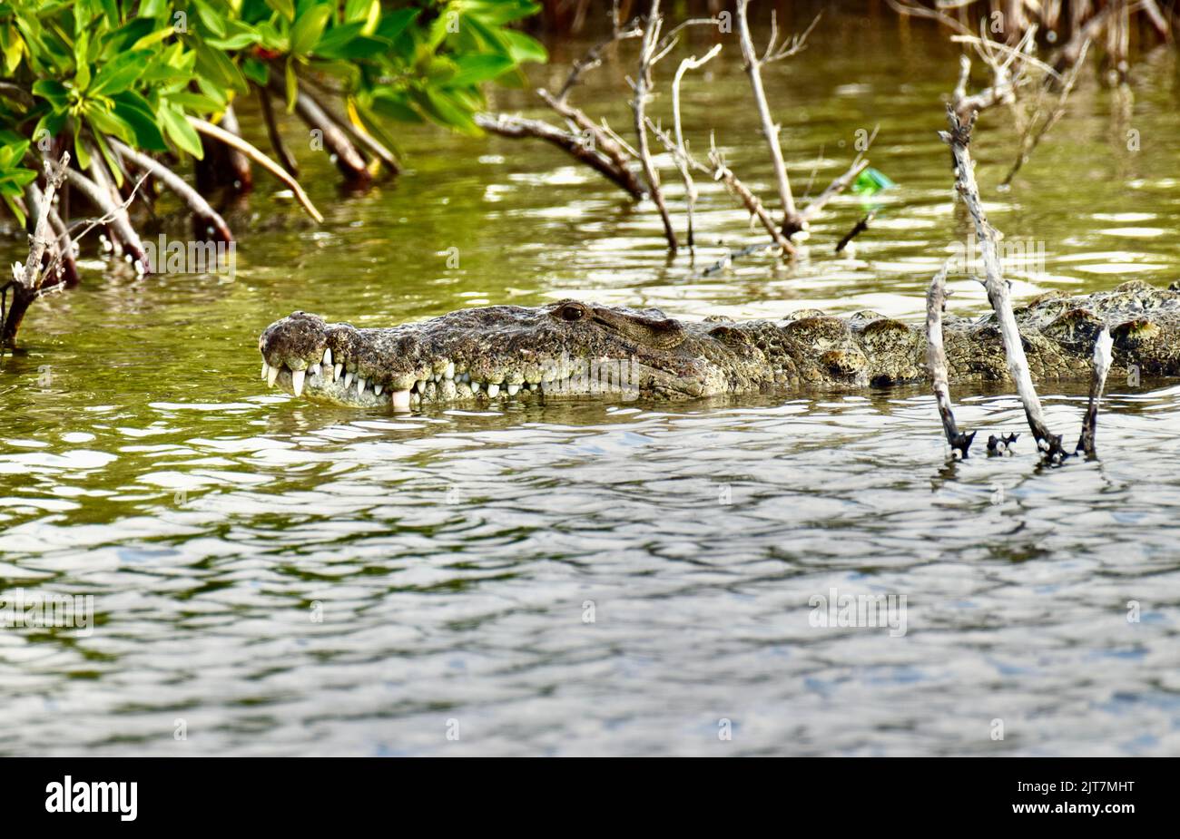 Morelet's crocodile (Crocodylus moreletii), aka Mexican crocodile or