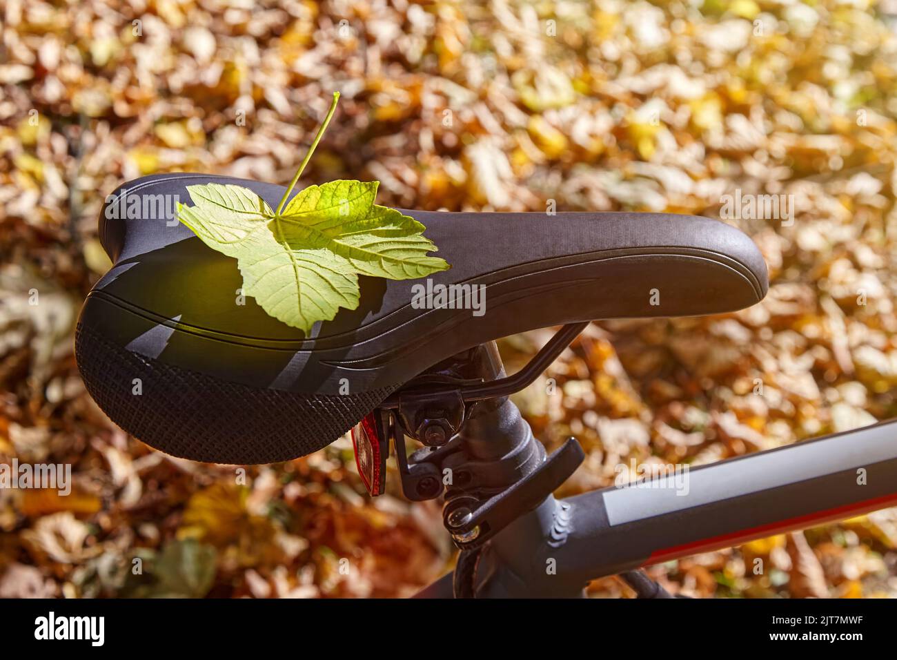 A fallen maple leaf lies on a bicycle saddle in the sunlight Stock Photo