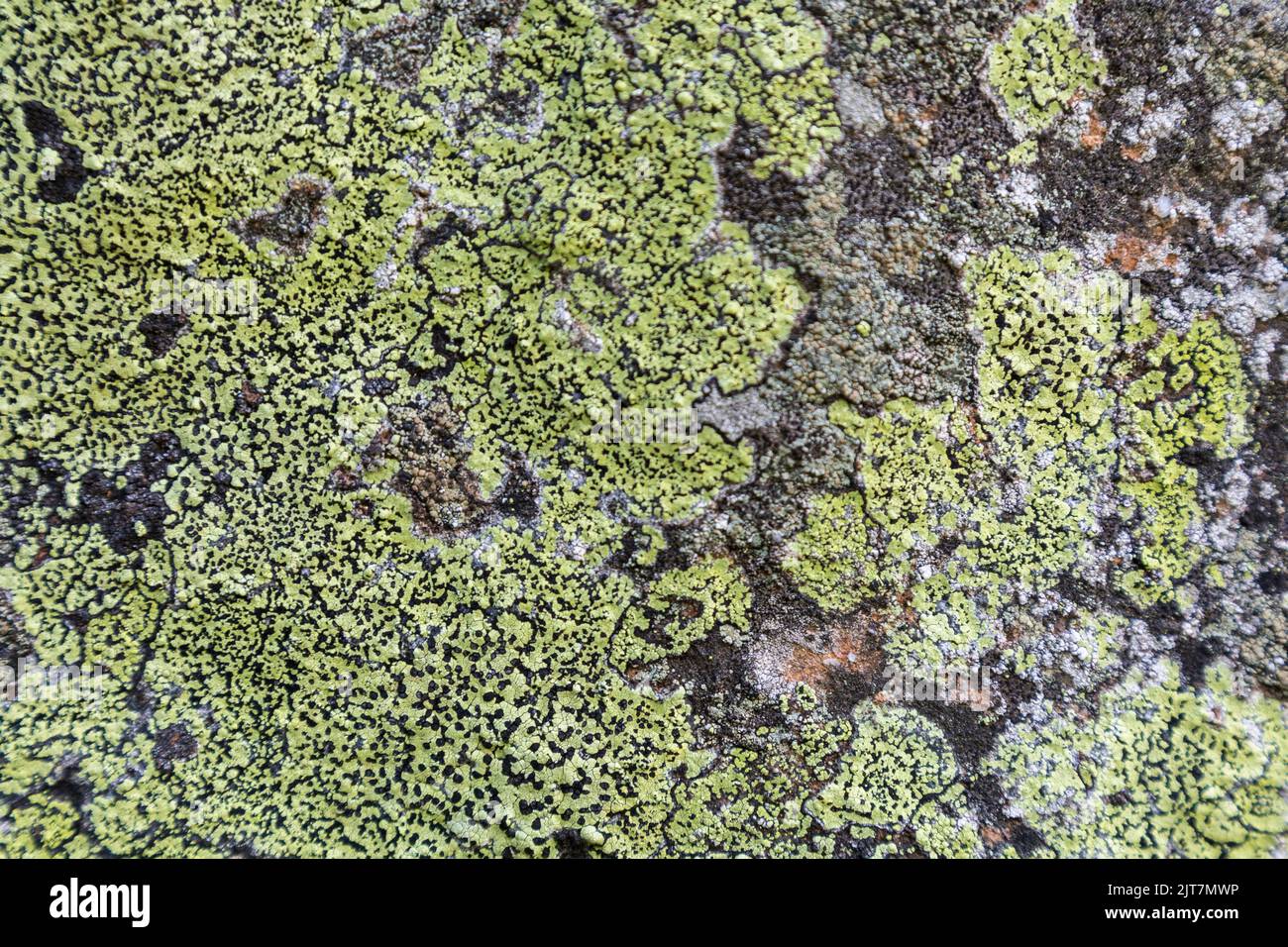 Yellow lichen background on the gray wall stone. A lichen is a