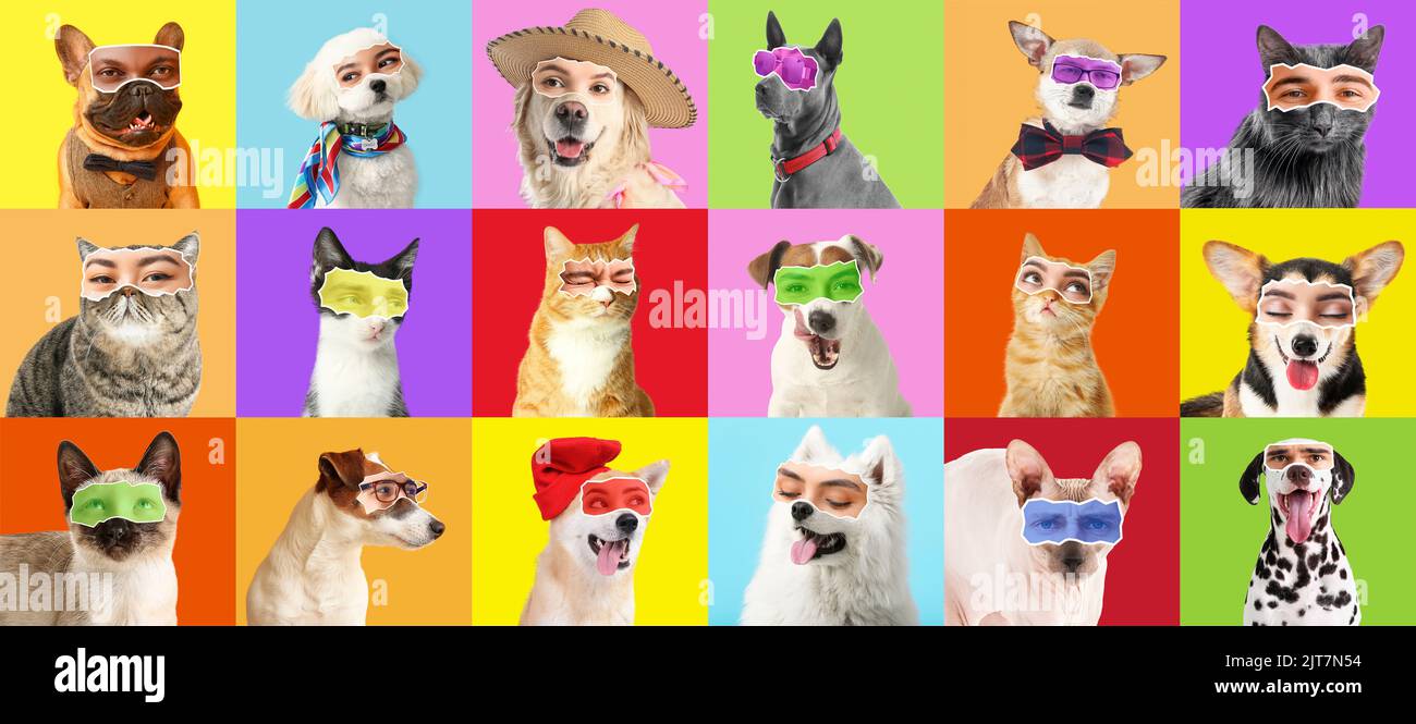 Collage Of Cats And Dogs With Human Eyes On Colorful Background Stock Collage of cats and dogs with human eyes on colorful background stock