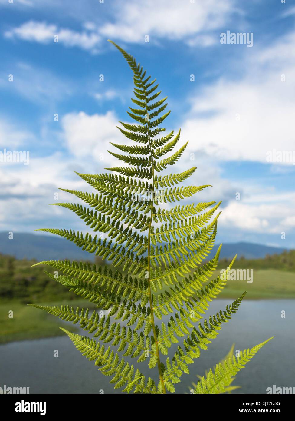 Light green colors hi-res stock photography and images - Alamy
