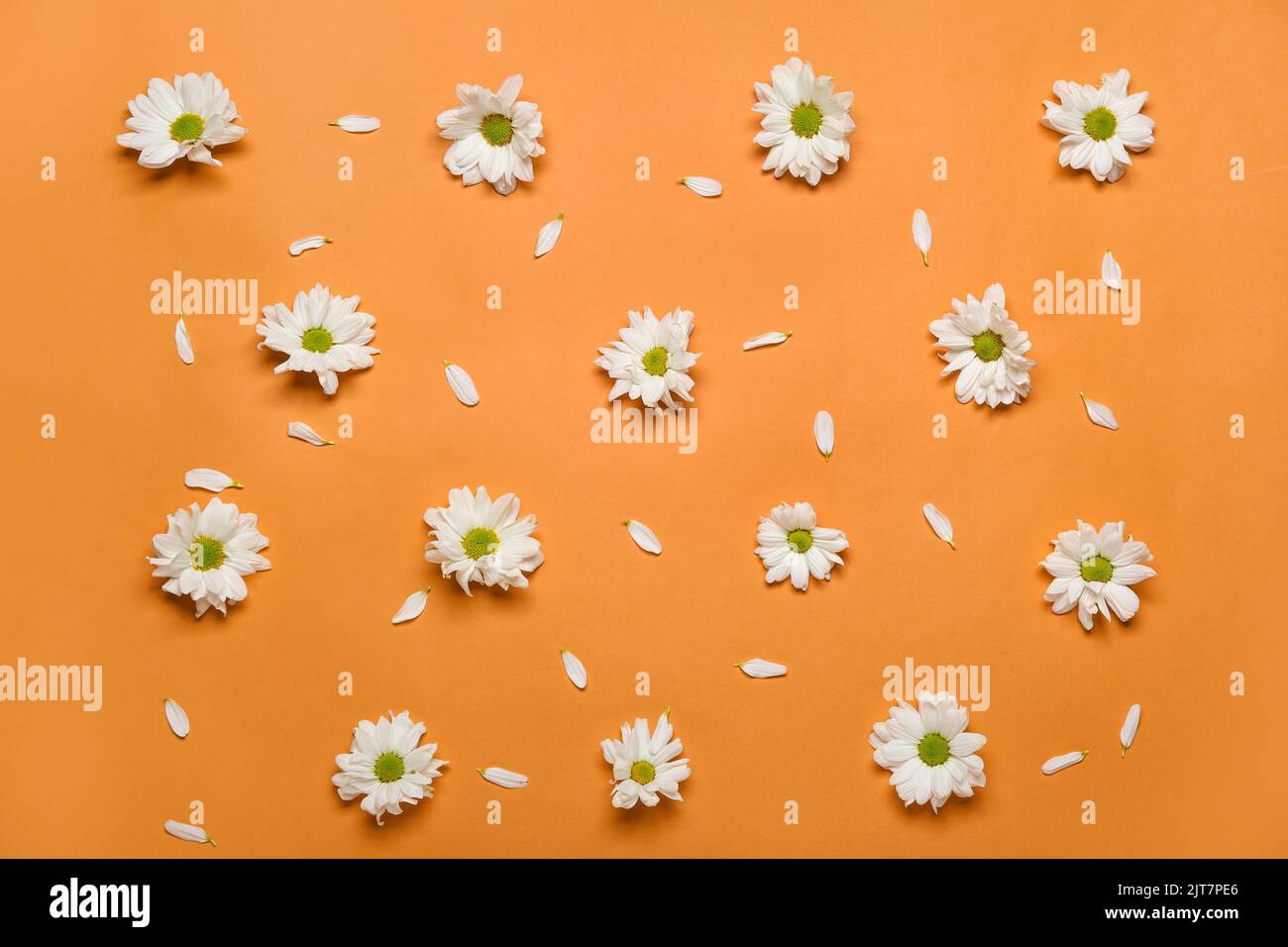 Daisy flowers and petals on orange background Stock Photo - Alamy