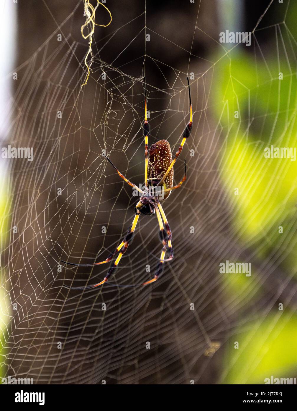 A close up of a Joro Spider an invasive species spreading to Georgia and South Carolina Stock Photo