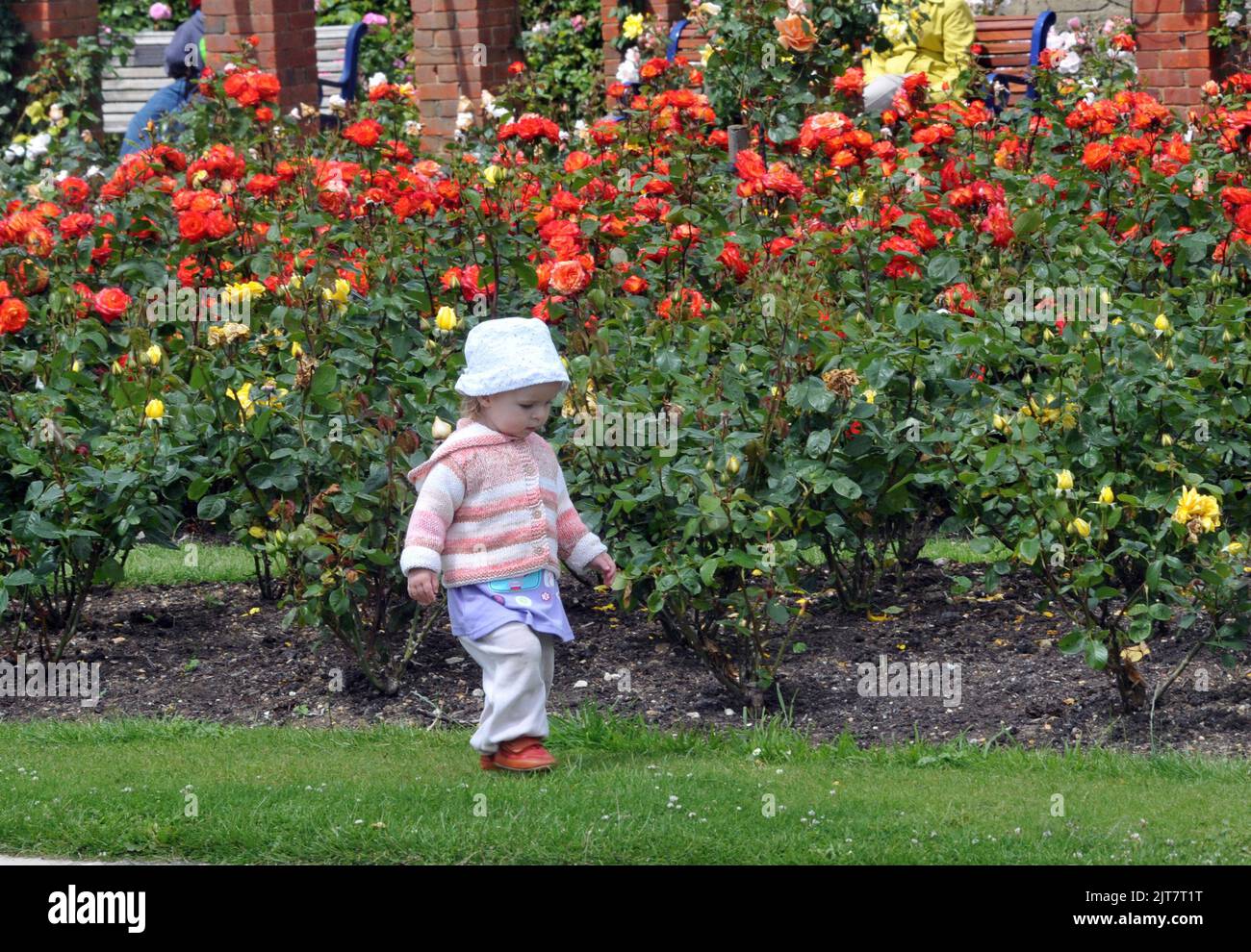 15 MONTH OLD LOUISE OZOLINE MAKES THE MOST OF THE WEATHER TO ENJOY A STROLL AMONGST THE ROSES AT THE ROSE GARDEN AT SOUTHSEA, HANTS. PIC MIKE WALKER, MIKE WALKER PICTURES, 2012 Stock Photo