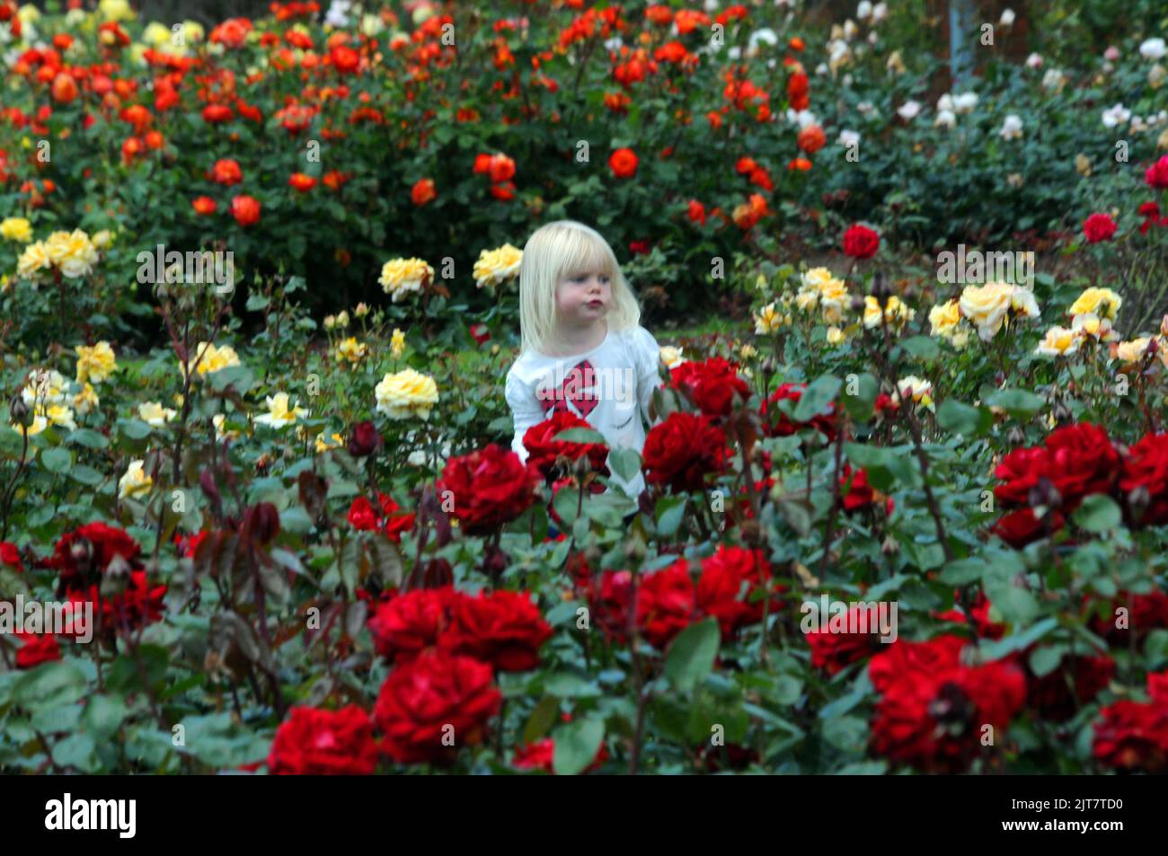 2 YEAR OLD LILY EVANS MAKES THE MOST OF THE WEATHER TO ENJOY A STROLL AMONGST THE ROSES AT THE ROSE GARDEN AT SOUTHSEA, HANTS. PIC MIKE WALKER, MIKE WALKER PICTURES, 2012 Stock Photo