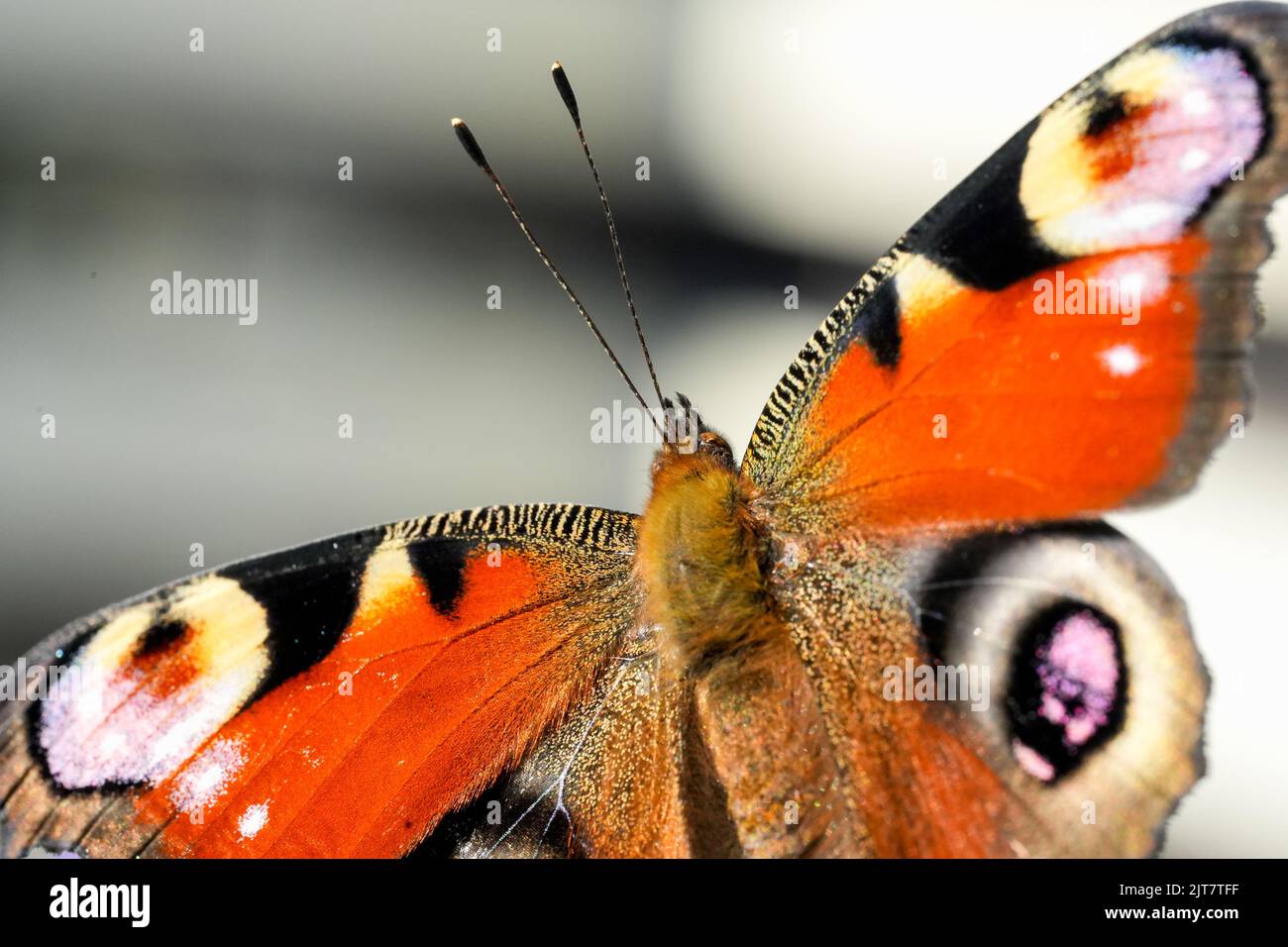 The Peacock butterfly in the field, macro view Stock Photo - Alamy