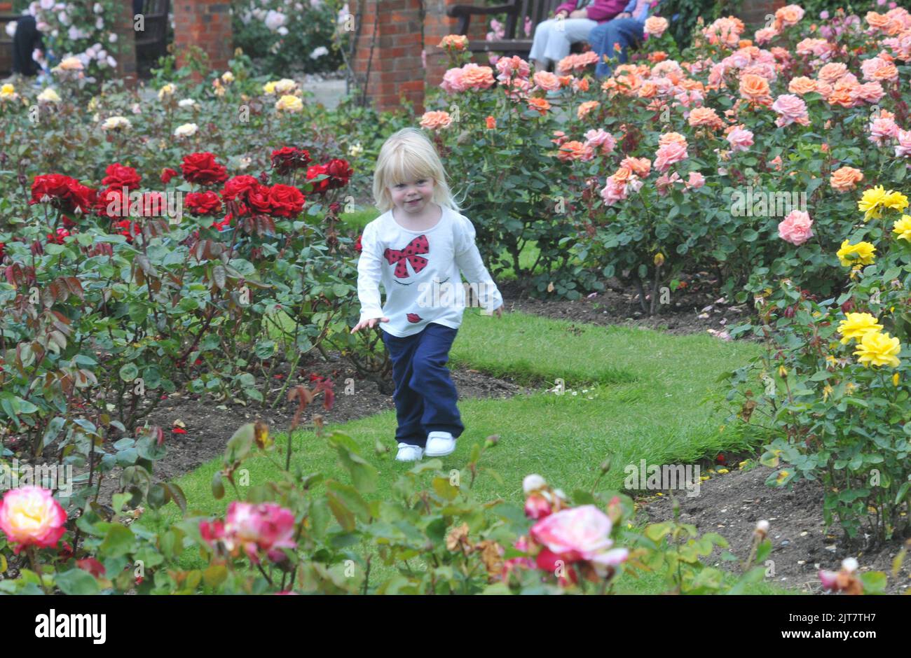 2 YEAR OLD LILY EVANS MAKES THE MOST OF THE WEATHER TO ENJOY A STROLL AMONGST THE ROSES AT THE ROSE GARDEN AT SOUTHSEA, HANTS. PIC MIKE WALKER, MIKE WALKER PICTURES,2012 Stock Photo