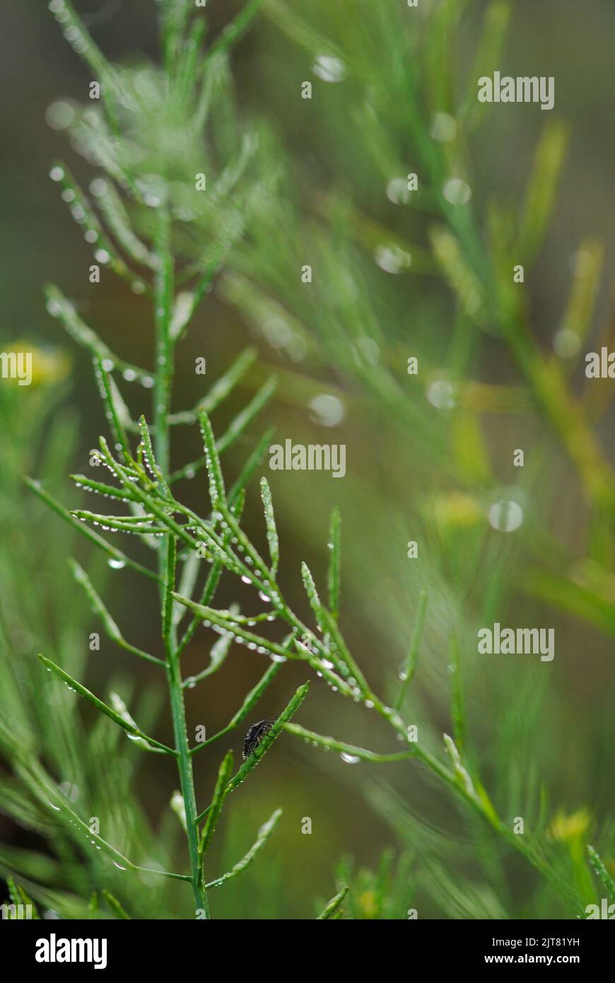The vertical macro of the wet green weeping lovegrass with an aphid climbing Stock Photo