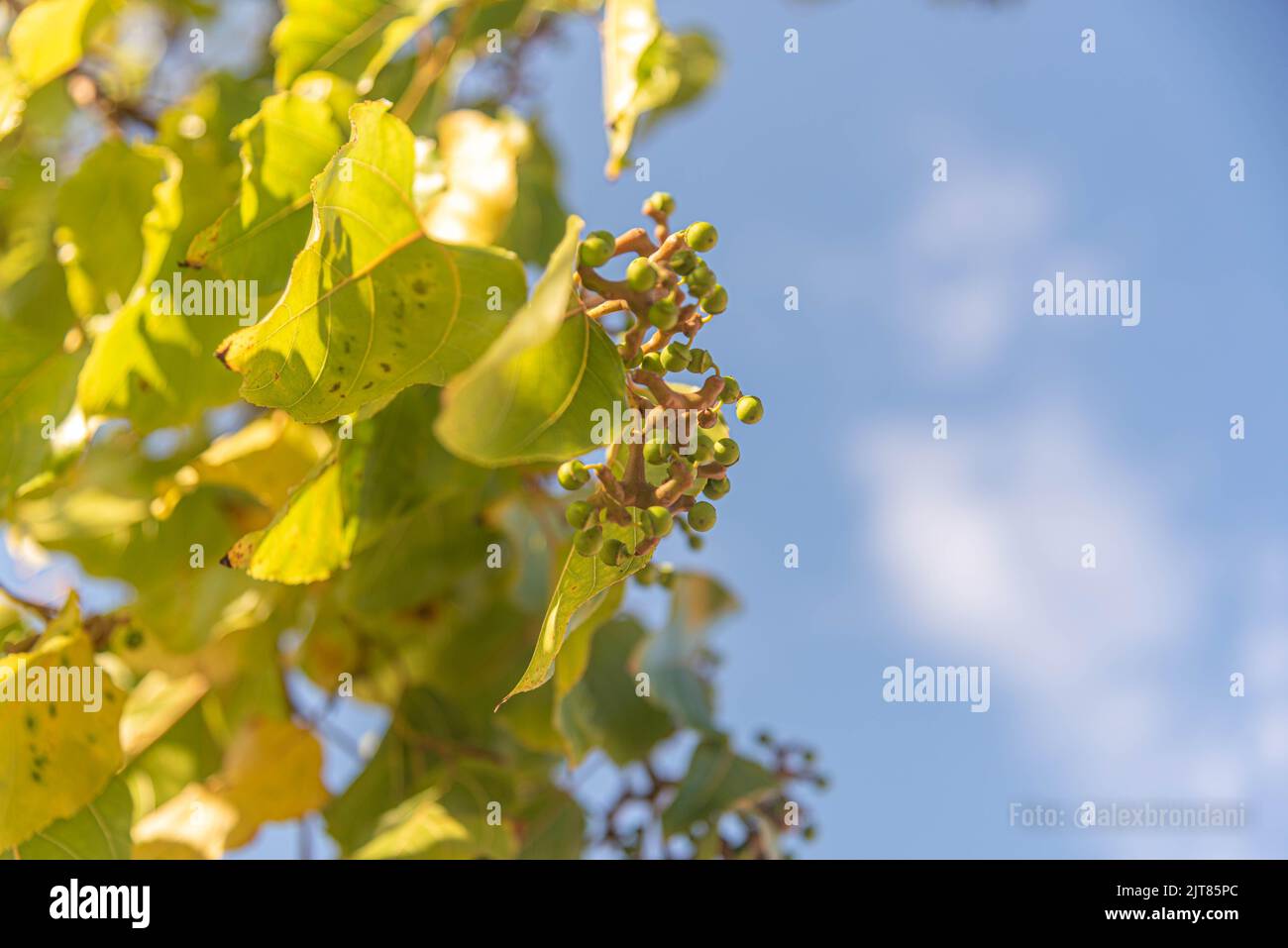 Ligustrum lucidum leaves and flowers on blue background. tree native to
