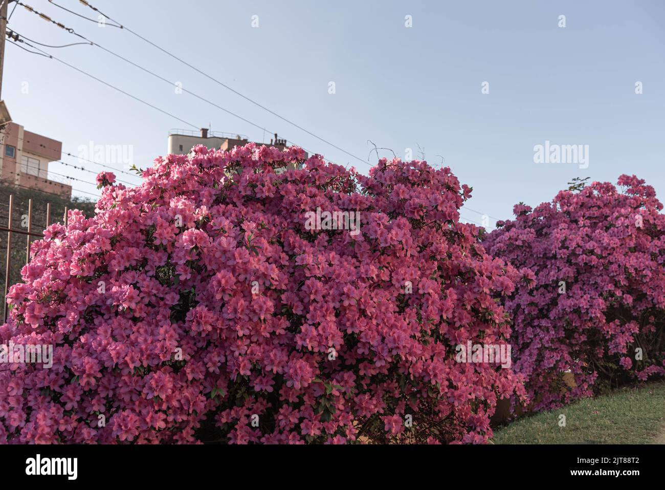 Plants and flowers of Rhododendron simsii. The azalea or azalea[note 1] is a shrub of flowers classified in the genus of rhododendrons, there are deci Stock Photo