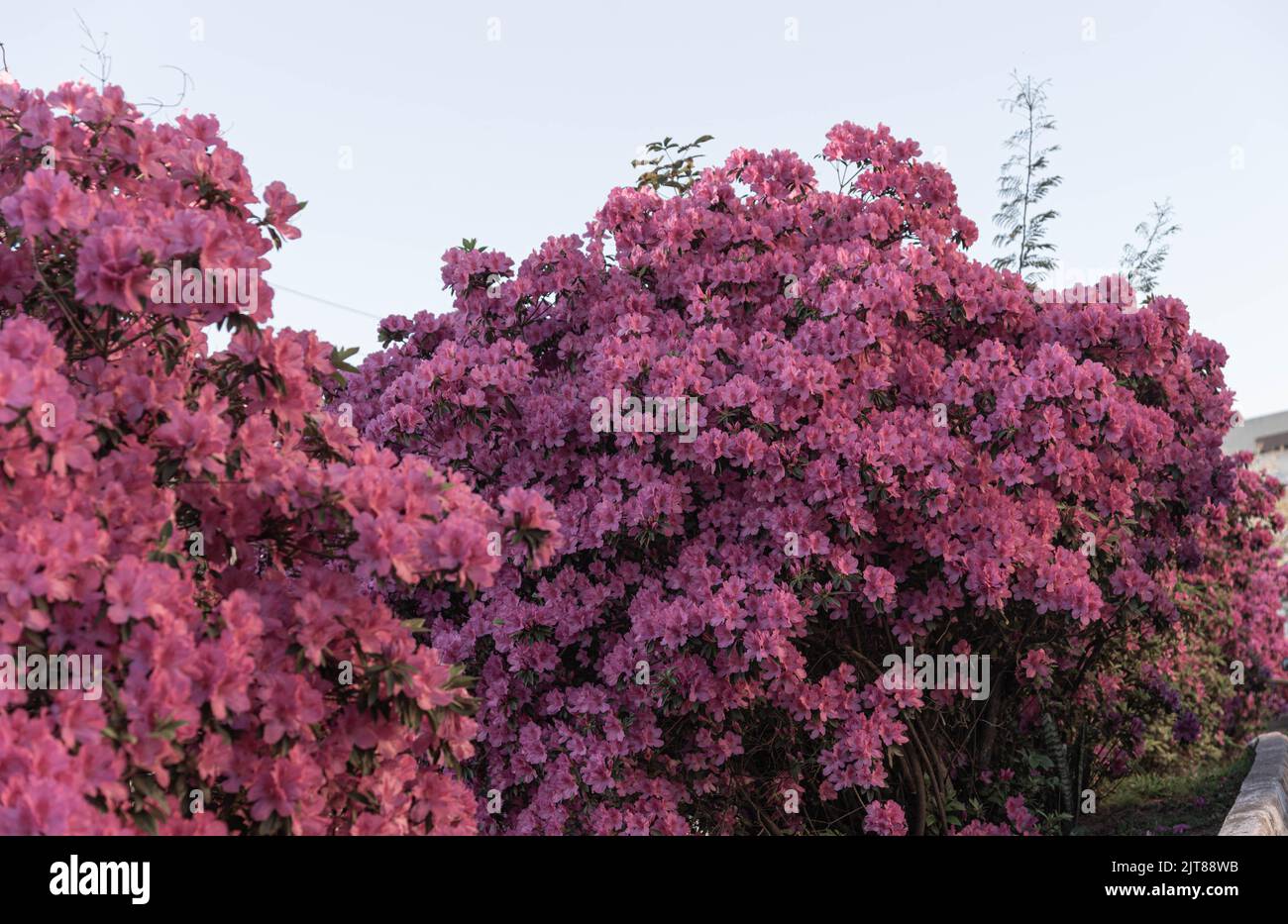Plants and flowers of Rhododendron simsii. The azalea or azalea[note 1