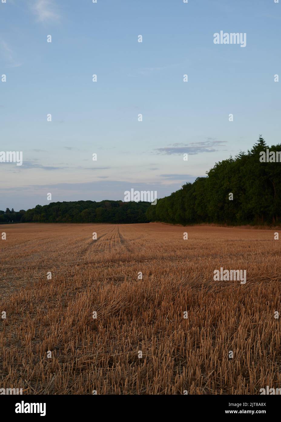 Corn field in summer with trees in background Stock Photo - Alamy
