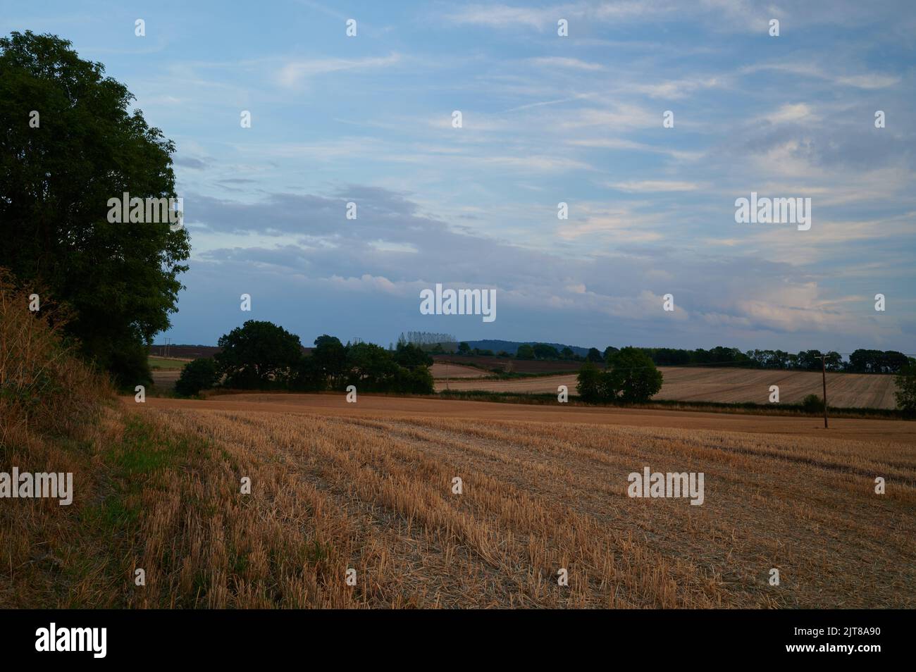 Corn field in summer with trees in background Stock Photo - Alamy