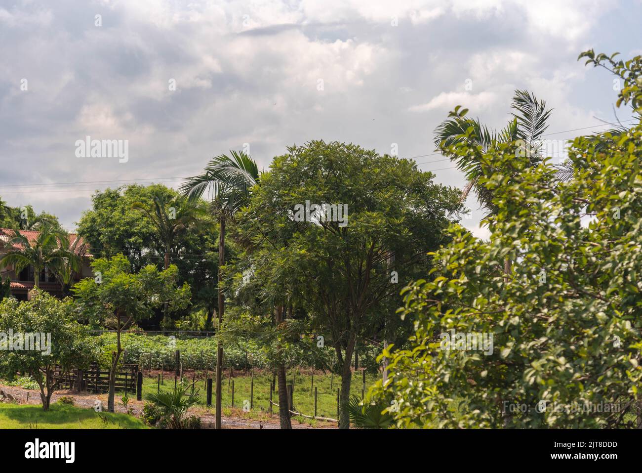 Rural landscape with Brazilian palm trees. Native flora of the Americas. Small rural property in