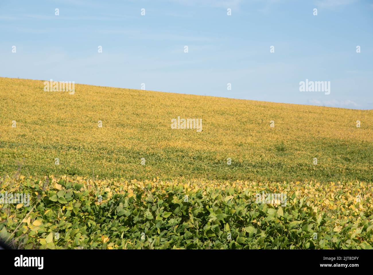 Soybean field ripening spring hi-res stock photography and images - Alamy