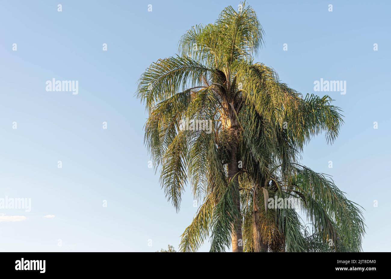 Syagrus romanzoffiana palm tree. Plant for landscaping. Botanical specimen. Shade palm tree. Stock Photo