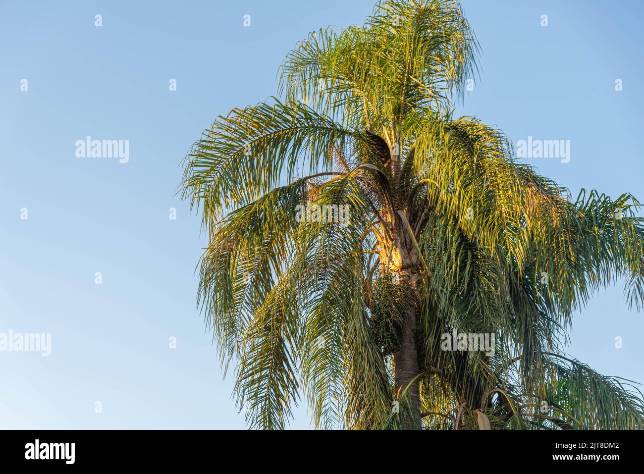 Syagrus romanzoffiana palm tree. Plant for landscaping. Botanical specimen. Shade palm tree. Stock Photo