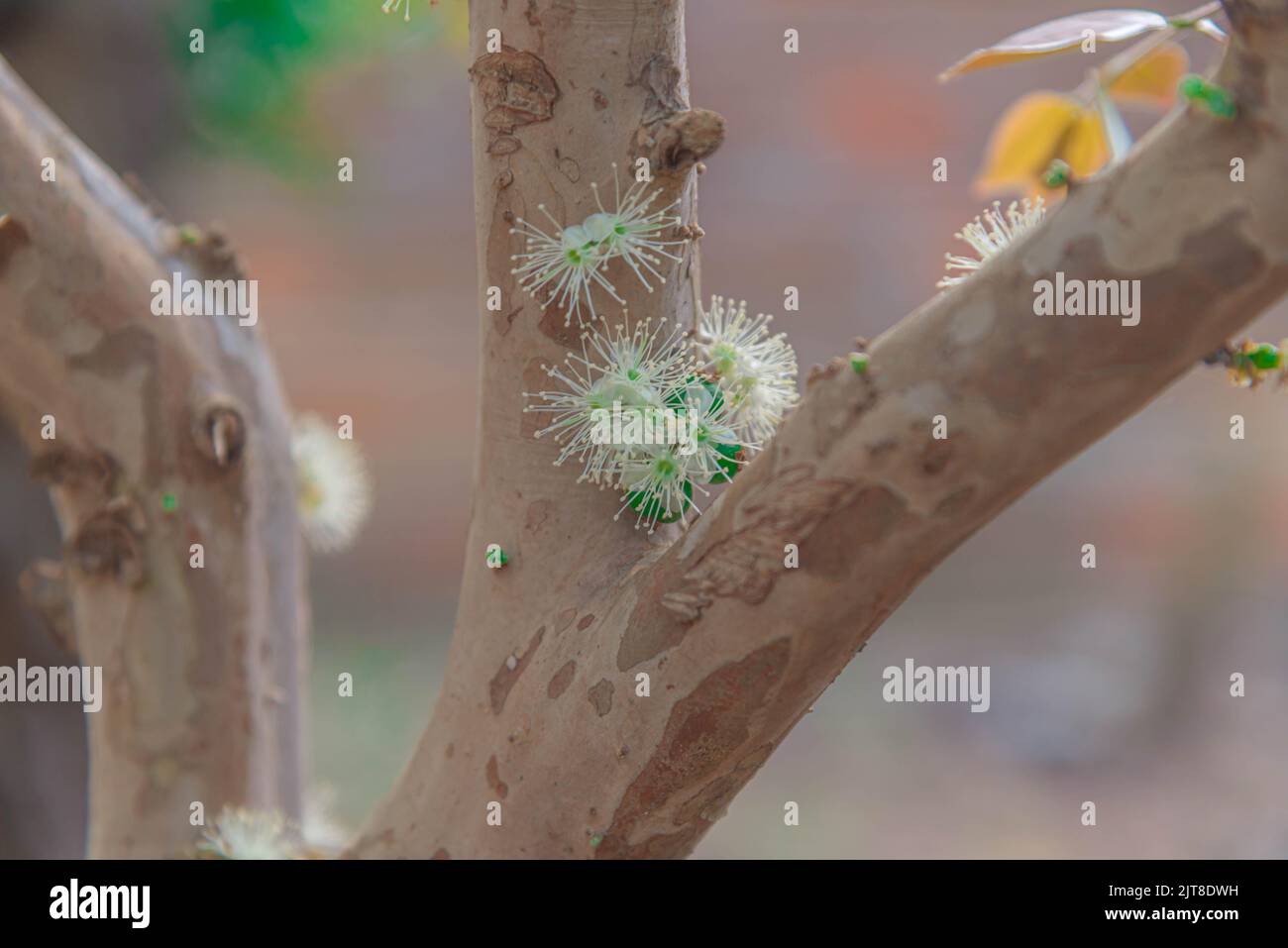 Pianta Da Frutto Esotica Tropicale 'Jabuticaba' Plinia - Foto 12