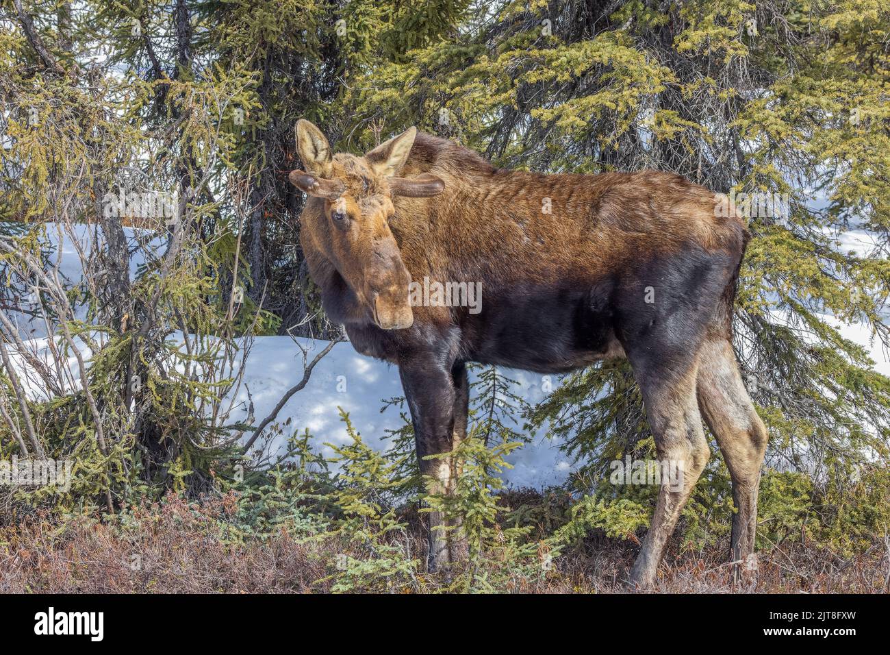 A Cow Moose in Alaska Stock Photo