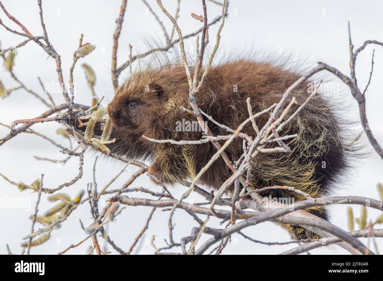 A Porcupine Feeding in a Tree in Alaska Stock Photo