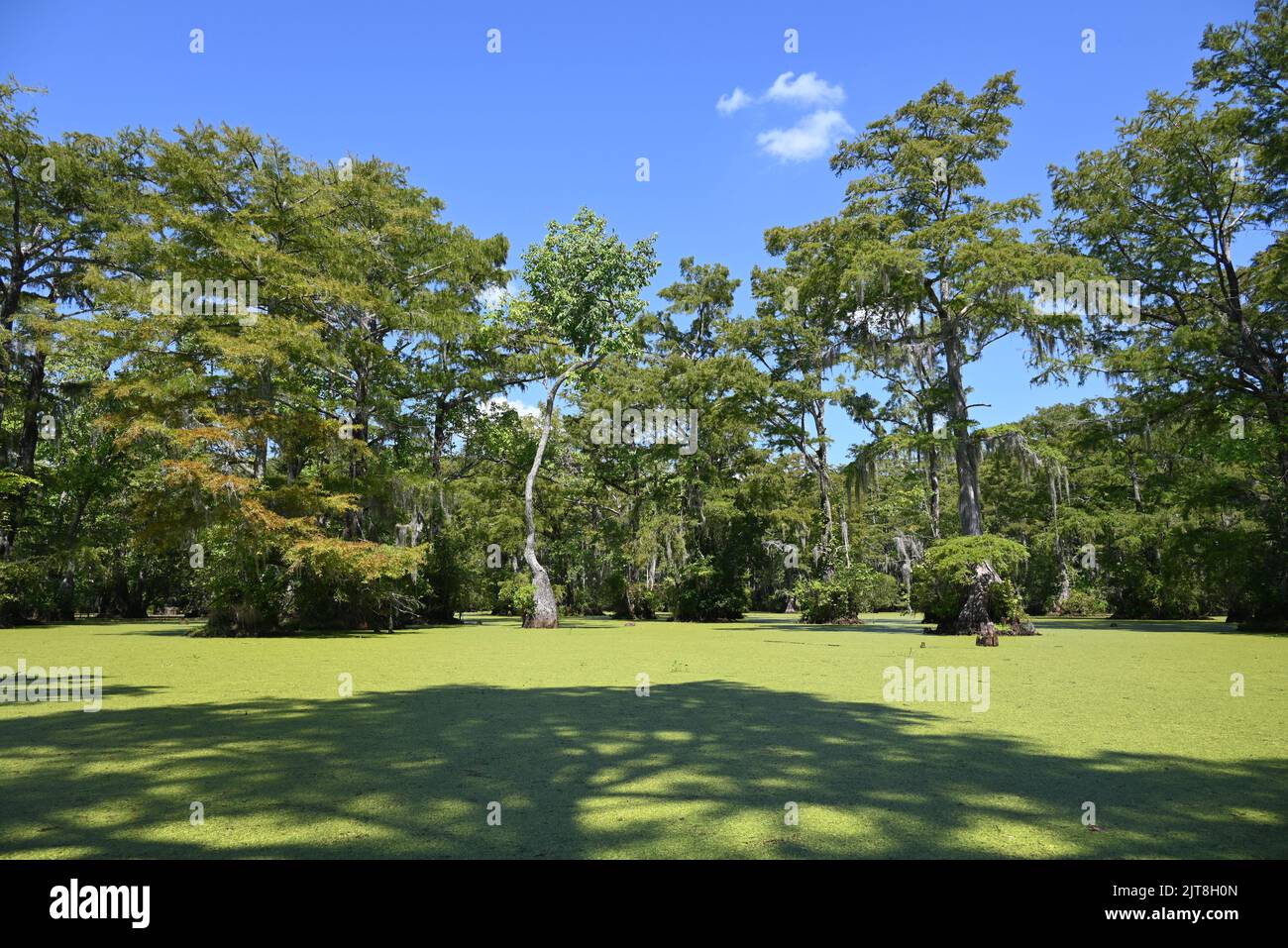 The cypress tree forest in the murky waters of Merchants Millpond State Park in North Carolina. Stock Photo