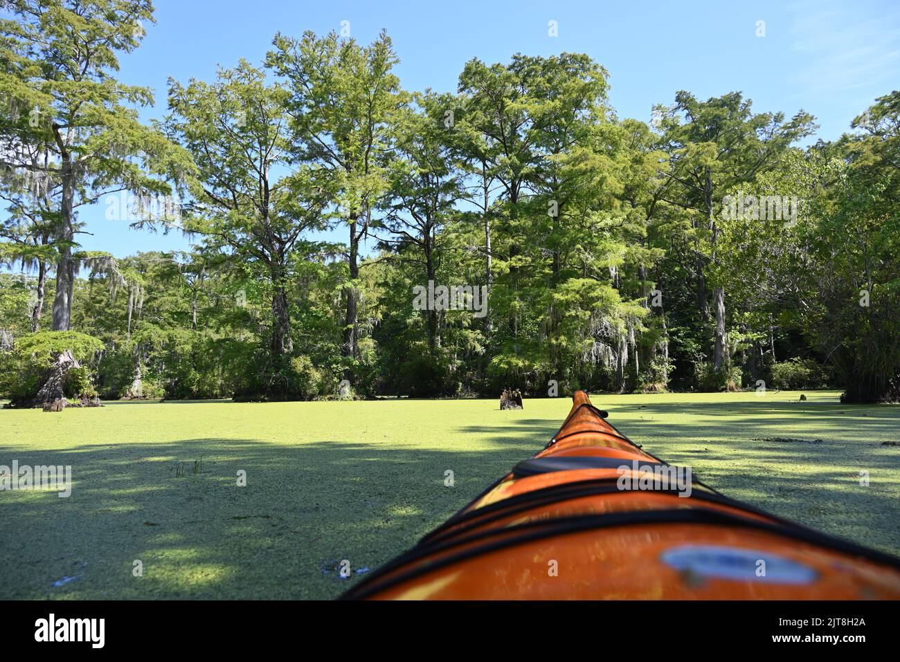 Kayaking through the cypress forest and murky waters of Merchants Millpond State Park in North Carolina. Stock Photo