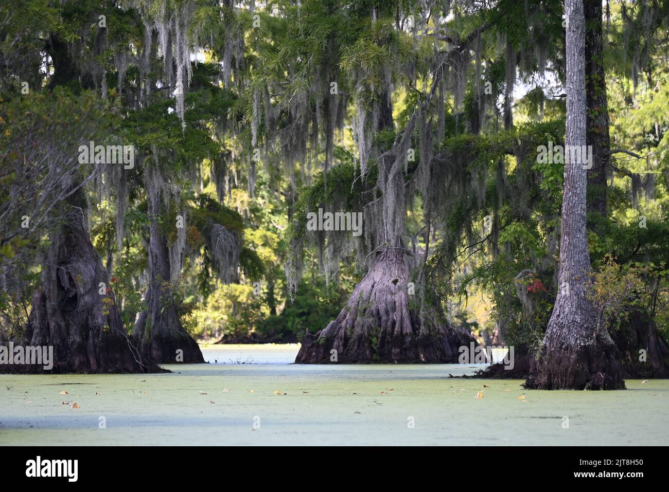 The trunks fan out on the cypress trees in the swampy waters of Merchants Millpond State Park in North Carolina. Stock Photo