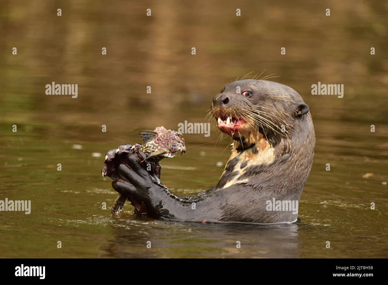 Navegando no Corixo Negro Pantanal, encotrei esta Ariranha comendo um peixe Mandi. Stock Photo