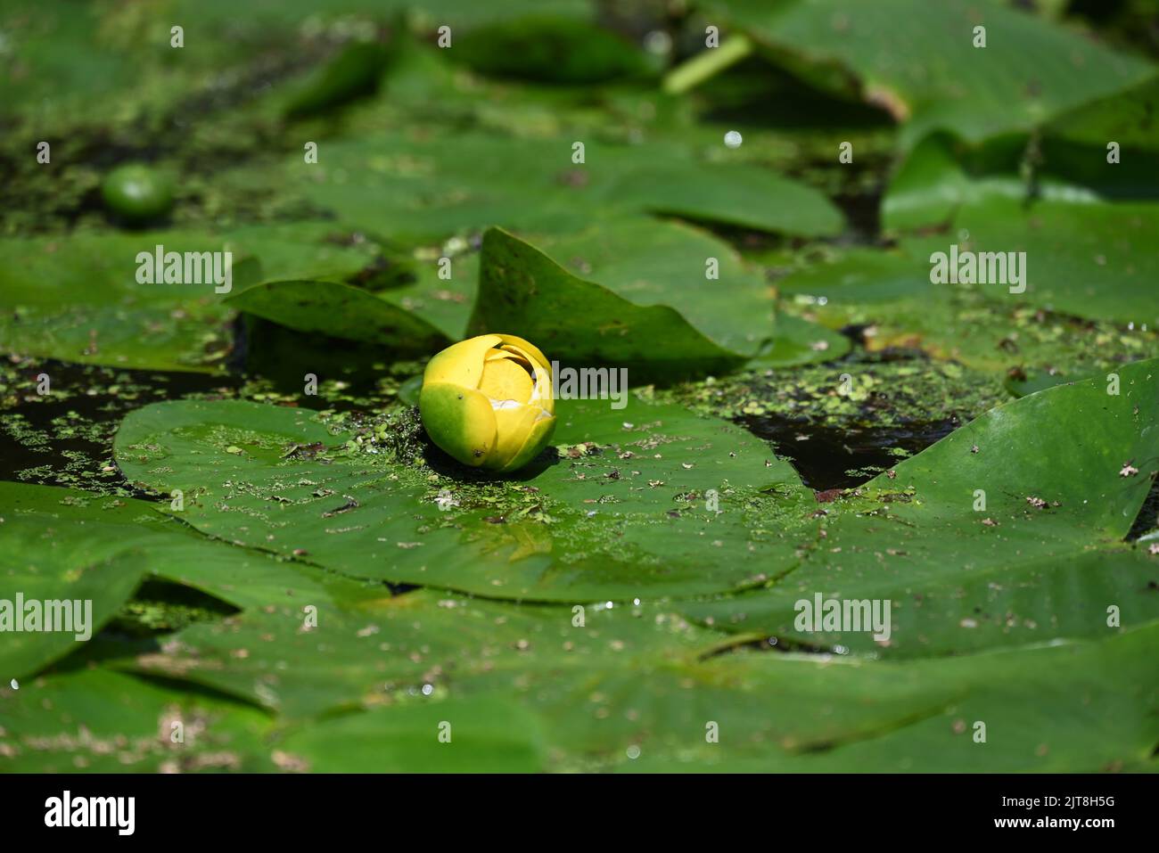 Close up of cow lily in Merchants Millpond State Park, North Carolina. Stock Photo
