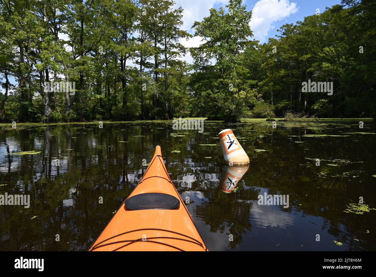 Buoys mark the water trail through the cypress forest in Merchants Millpond State Park in North Carolina. Stock Photo