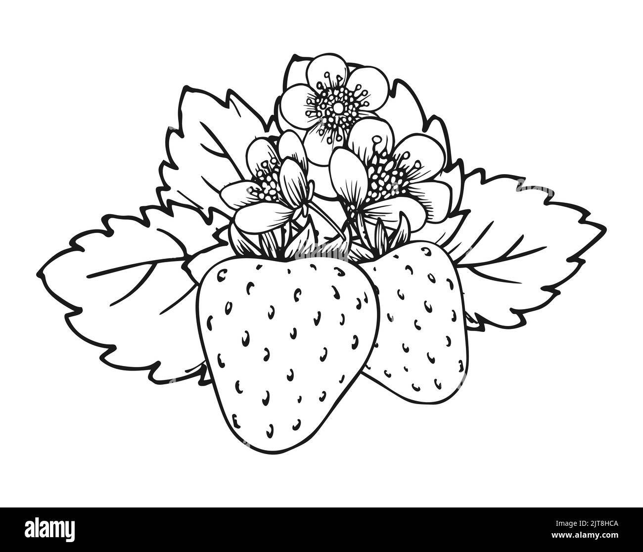 Strawberry blooming bush closeup hand drawn coloring book page. Two whole ripe berries with blossom flowers and leaves black and white sketch. Outline clip art for print greeting card poster patches Stock Vector