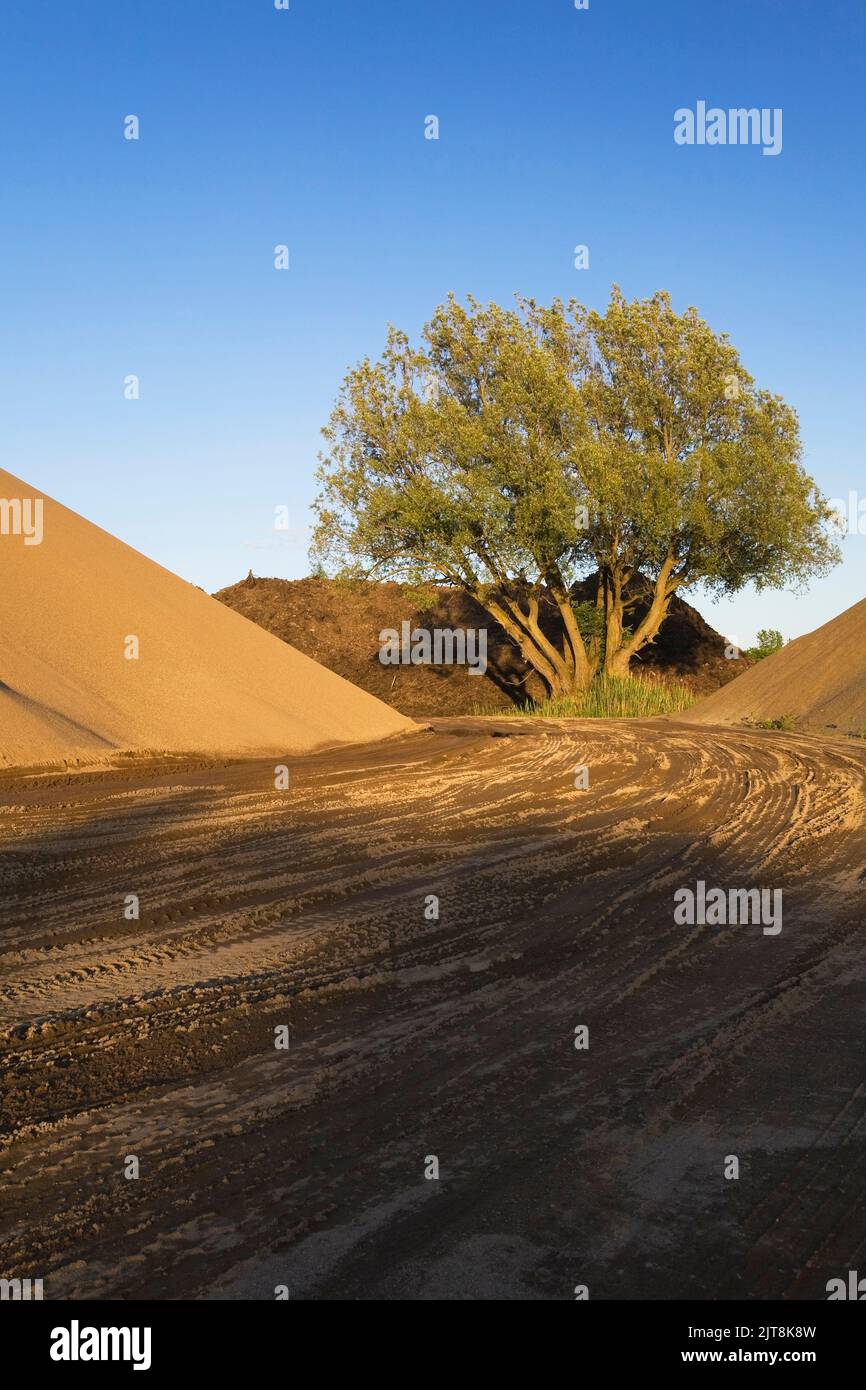 Heavy tire tracks leading to mounds of sand and a tree in a commercial sandpit. Stock Photo