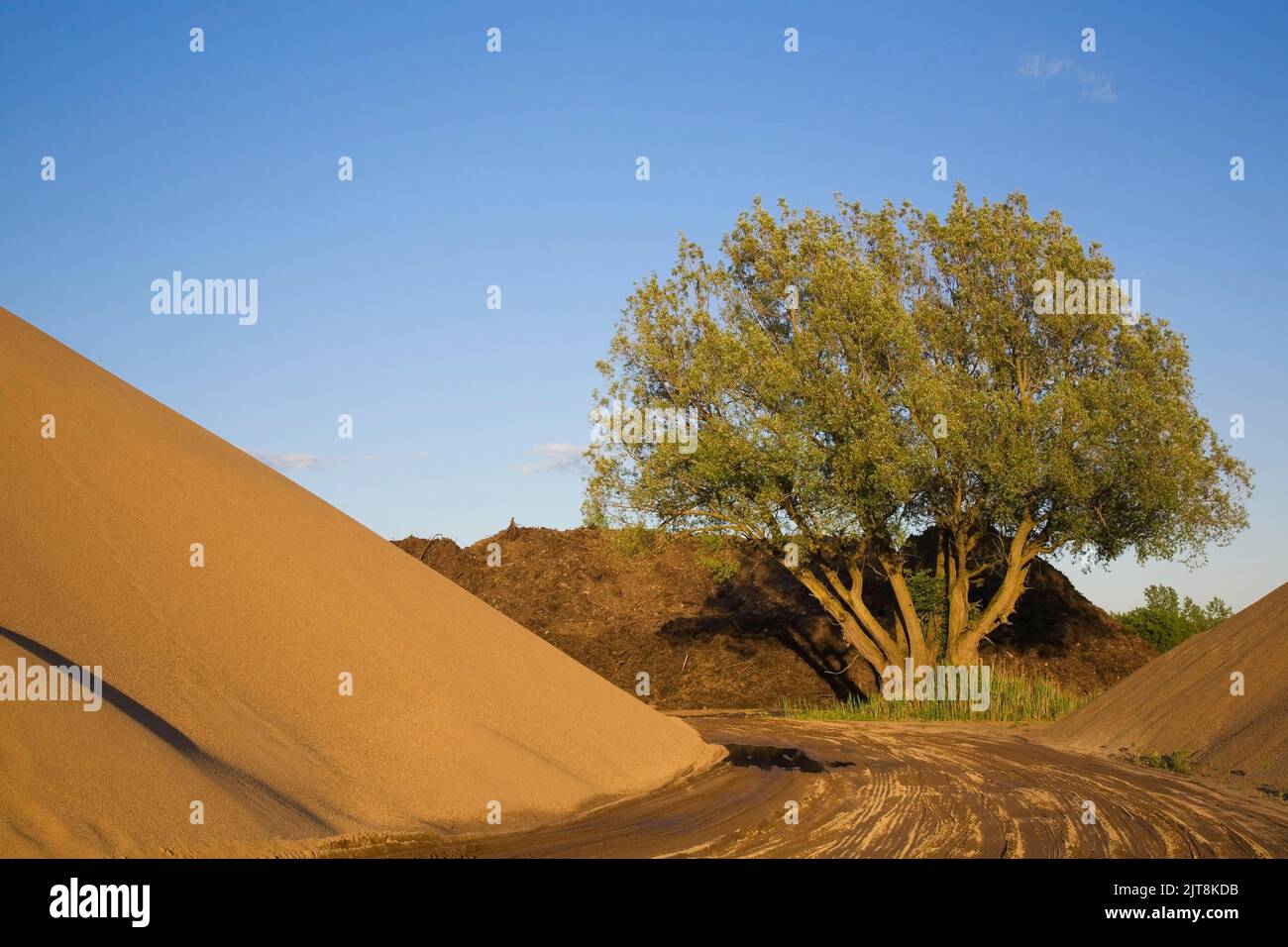 Heavy tire tracks leading to mounds of sand and a tree in a commercial sandpit. Stock Photo