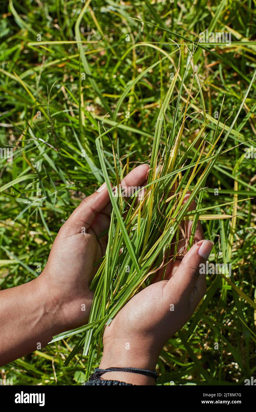 Loving The Smell Of Freshly Cut Grass An Unidentifiable Person Holding A Handful Of Freshly Cut