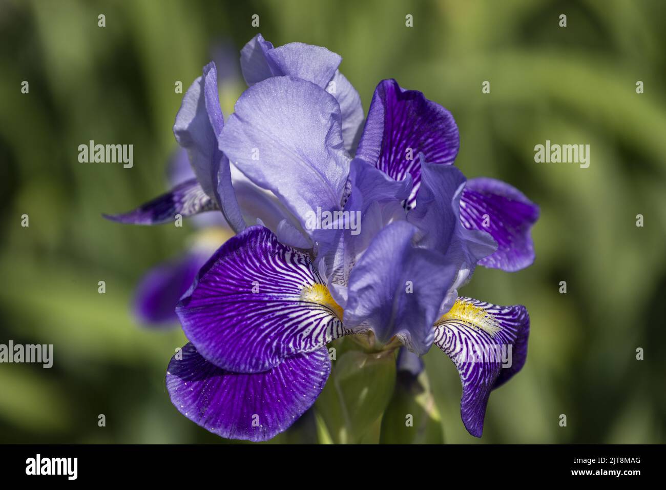 Blue And White Iris Stock Photo Alamy
