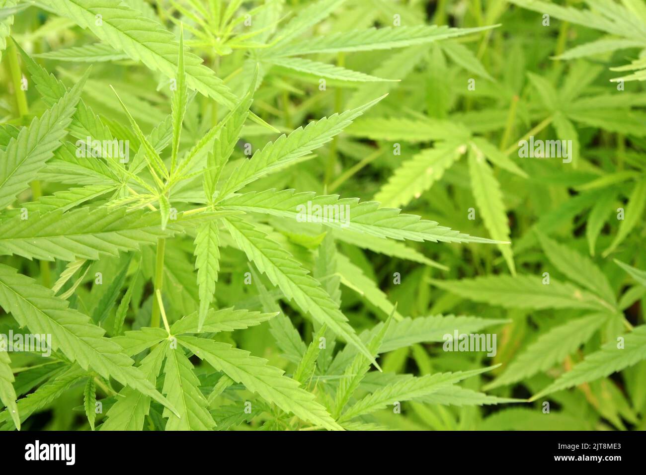 closeup of cannabis plants, young marijuana leaf Stock Photo
