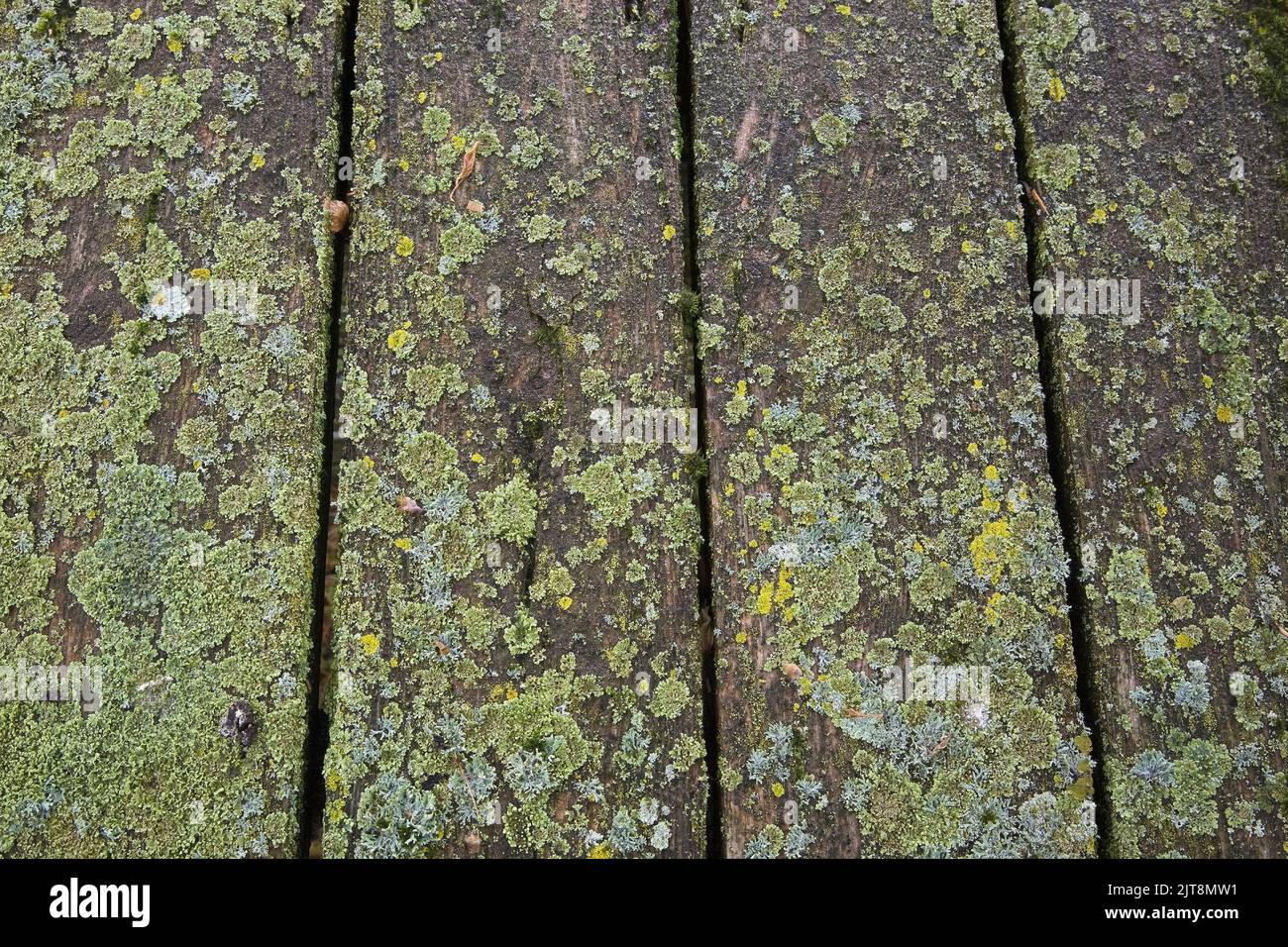 Close-up of the wooden planks on picnic table covered with green Bryophyta - Moss and lichen growth. Stock Photo