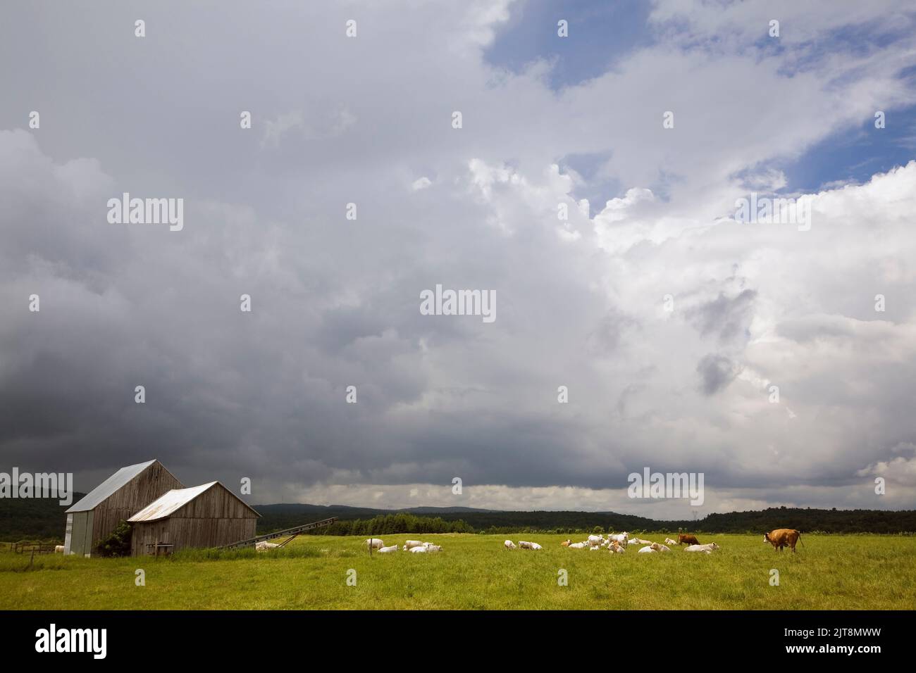 Storm clouds over field with cows grazing, Quebec, Canada Stock Photo ...