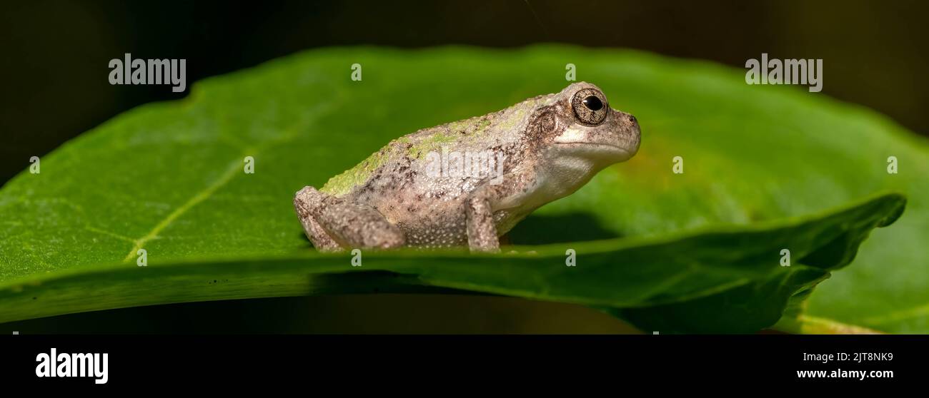 A panorama of an inquisitive Cope's Gray Treefrog (Hyla chrysochelis) on a nice green leaf. Raleigh, North Carolina. Stock Photo