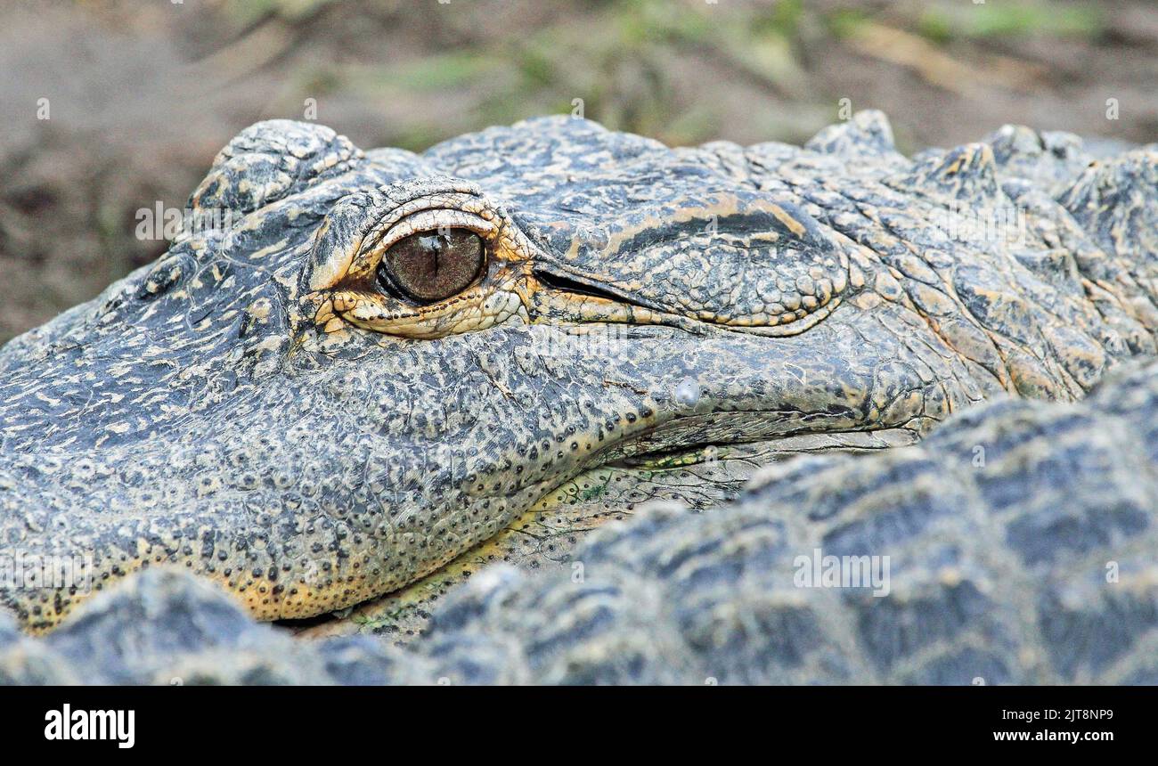 Alligator's eye, Florida Stock Photo